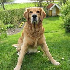 Golden retriever Balder