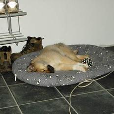 Islandsk fårehund Bliki