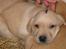 Labrador retriever Kikki - Kikki da vi var ude og hente hende, hun havde lilla neglelak i panden, så vi kunne kende hende...