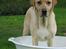 Labrador retriever Kikki - Kikki bader i sin balje i haven :P ..