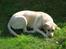 Labrador retriever Kikki - Nårhh..hun er dejlig..!(: