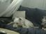 Ruhåret foxterrier Pjevs - jaH han skal jo have sin middags lur