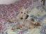 Ruhåret foxterrier Pjevs - dette er et gammel billede =)