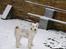 Ruhåret foxterrier Pjevs - wEEE sne