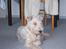 Ruhåret foxterrier Pjevs - jeg elsker bare når solen skinner