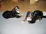 Berner sennenhund lady - lady og rollo
