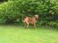 Dogue de bordeaux Frede 2001 - 2007