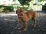 Dogue de bordeaux Frede 2001 - 2007 - Hvem sagde savl?