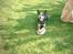 Australsk cattledog Ando
