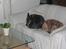 Australsk cattledog Ando