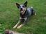 Australsk cattledog Ando