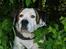 Blanding af racer Tessa - cool dog