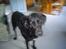 Blanding af racer Bastian (RIP d. 4/5-2010) - Hov, hvad er det ude ved vejen.. det er lidt sløret men alligevel lidt sjovt..