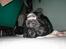Blanding af racer Bastian (RIP d. 4/5-2010) - Her ligger han igen.. han er bare dejlig..