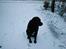 Blanding af racer Bastian (RIP d. 4/5-2010) - Bastian i sneen..
