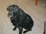 Blanding af racer Bastian (RIP d. 4/5-2010) - Heller ikke her er han vild med at få taget en billede..