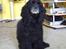 Amerikansk cocker spaniel Charlie (død)