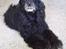 Amerikansk cocker spaniel Charlie (død)