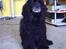 Amerikansk cocker spaniel Charlie (død)
