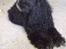 Amerikansk cocker spaniel Charlie (død)