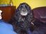 Amerikansk cocker spaniel Charlie (død)