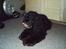 Amerikansk cocker spaniel Charlie (død)