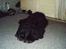 Amerikansk cocker spaniel Charlie (død)