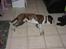 Boxer victor (viggo)