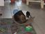 Boxer victor (viggo) - man er vel god til at slappe af!!!!!!!!!!..............