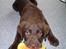 Labrador retriever Baloo  (hos anden ejer)