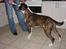 Boxer victor (viggo)