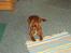 Cavalier king charles spaniel Dali (r.i.p 2008)