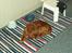 Cavalier king charles spaniel Dali (r.i.p 2008)