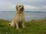 Pyrenæisk hyrdehund Diva