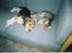 Beagle Mille