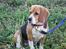 Beagle Mille