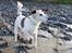 Glathåret foxterrier Hobbi  - adr! hvad laver vi her??            foto:palle r