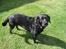 Labrador retriever Berta - NYT d. 17/08 -2007