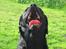 Labrador retriever Berta - nyder bare lige solen...