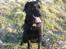 Labrador retriever Berta - elsker at sidde fotomodel....