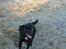 Labrador retriever Berta - nøj hvor jeg elsker at være ved stranden og lege:o)
