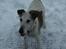 Glathåret foxterrier Hobbi  - I sne     