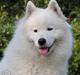 Samojedhund Discos Lady Lulu