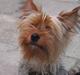 Yorkshire terrier Anton