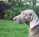 Weimaraner HOT SHOOT´S CHAOS HD-A