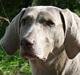 Weimaraner KBHV98 markpr FRIDA HD-A 