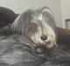 Bearded collie Jason