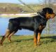 Rottweiler Budda