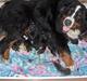 Berner sennenhund lady