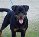 Rottweiler phebe